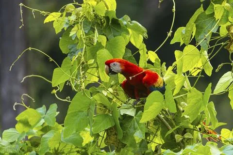 Scarlet Macaw (Ara macao) looking for food, Parrots (Psittaciformes), Dominical, Stockfoto's