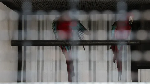 Scarlet Macaw (Ara macao) parrot in birdcage Stock Footage