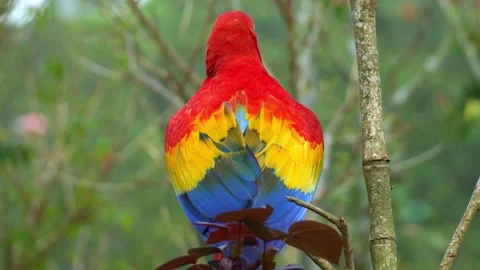A Scarlet Macaw (Ara macao) perches on a branch and looks around the Stock-Footage 332583098