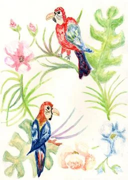Scarlet macaw art Illustrazione stock