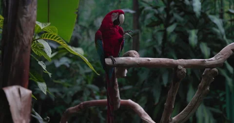 Scarlet Macaw bird perched on tree branch cleaning itself - wide shot Video stock 244489251