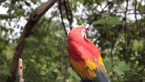 Scarlet Macaw on a branch Stock Footage