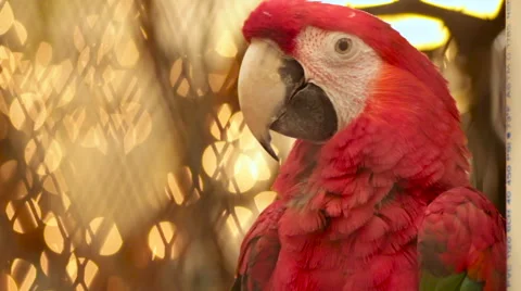 Scarlet Macaw in Cage Stock Footage 53081470