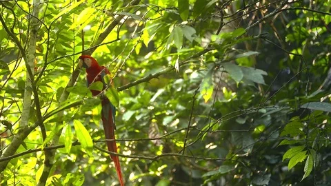 Scarlet Macaw - closer - Amazon Stock Footage 73067675