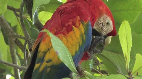 Scarlet Macaw closeup Stock Footage 8947336