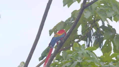 Scarlet Macaw comes flapping its wings to reduce the speed and apply brakes to Stock Footage 301770578