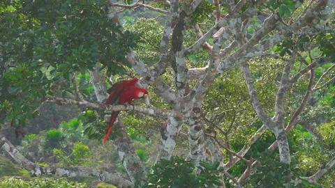 Scarlet Macaw Displaying Wings on Tree Branch in Tambopata, Peru, Aerial 스톡 동영상 314328617