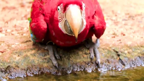 Scarlet macaw drinking fresh river water in tropical rainforest Brazil. Stock Footage 340452897