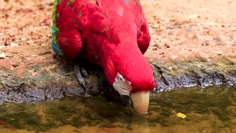 Scarlet macaw drinking fresh river water in tropical rainforest Brazil. Stock Footage 340452900
