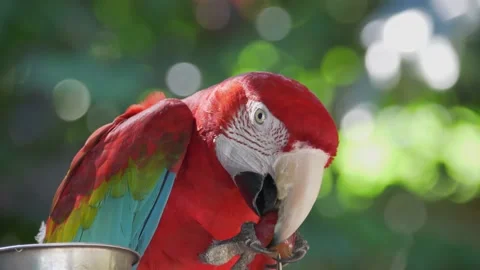 Scarlet Macaw eating Fruit Video stock 156010357