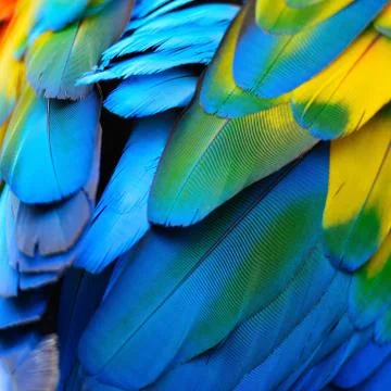Scarlet Macaw feathers Stock Photos