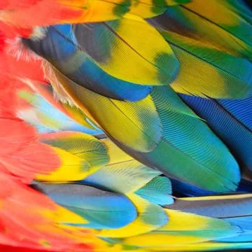 Scarlet Macaw feathers Stock Photos