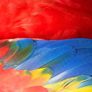Scarlet Macaw feathers Stock Photos