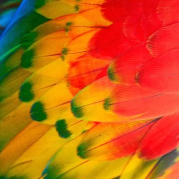 Scarlet Macaw feathers Stock Photos