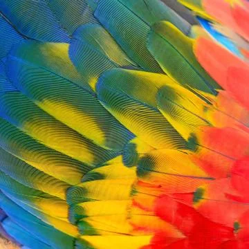 Scarlet Macaw feathers Stock Photos