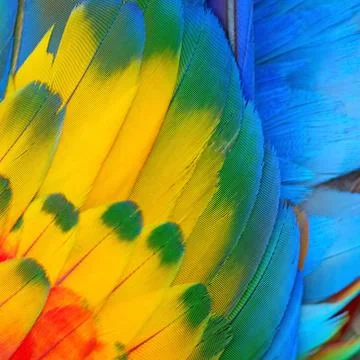 Scarlet Macaw feathers Stock Photos