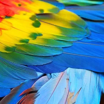 Scarlet Macaw feathers Stock Photos