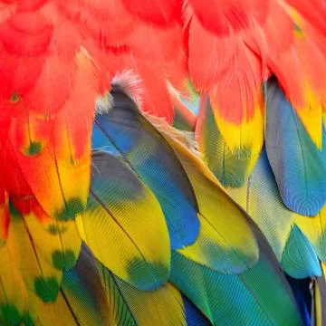 Scarlet Macaw feathers Stock Photos