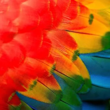 Scarlet Macaw feathers Stock Photos