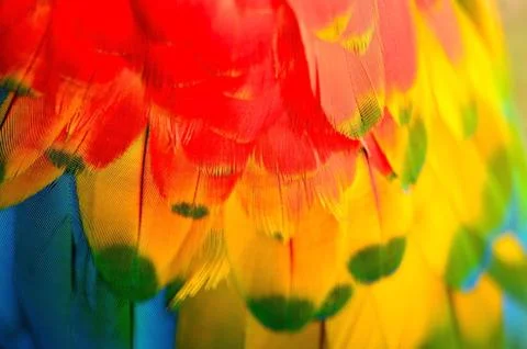 Scarlet Macaw feathers Stock Photos