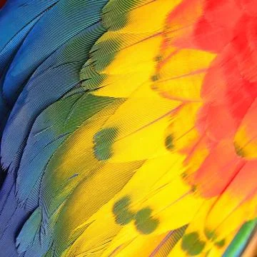 Scarlet Macaw feathers Stock Photos