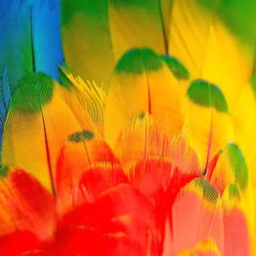 Scarlet Macaw feathers Stock Photos