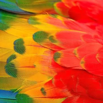 Scarlet Macaw feathers Stock Photos