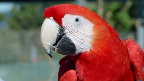 Scarlet Macaw Feeding On A Perch 스톡 동영상 77829842