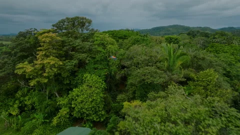 Scarlet macaw in flight over a dense, lush tropical rainforest canopy. 库存影片 336060780
