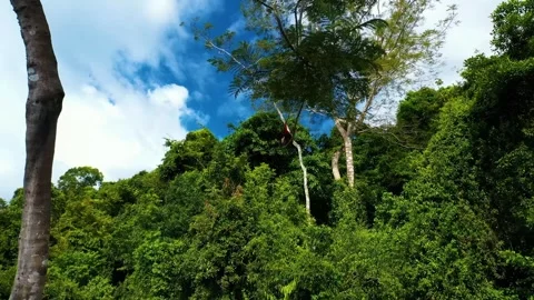 Scarlet Macaw in Flight Over Lush Tropical Rainforest Canopy Stock Footage 301072997