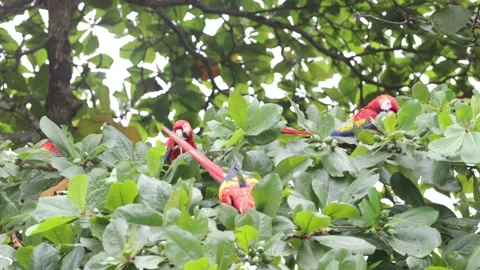 Scarlet Macaw flock move and feed on fruit in lowland rainforest tree close Stock-Footage 158937619