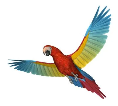 Scarlet Macaw Flying 2 Illustrazione stock