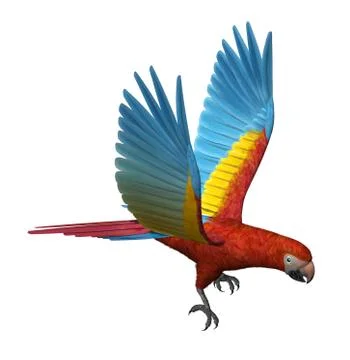 Scarlet Macaw Flying Stock Illustration