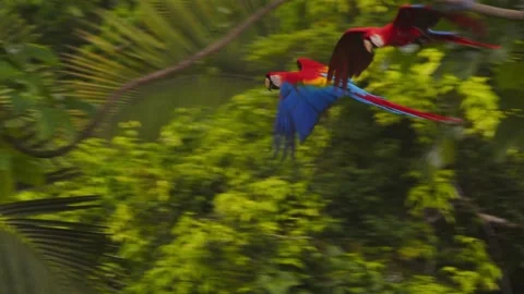 Scarlet Macaw flying through the Rain forest canopy joining the other flock Stock Footage 301770661