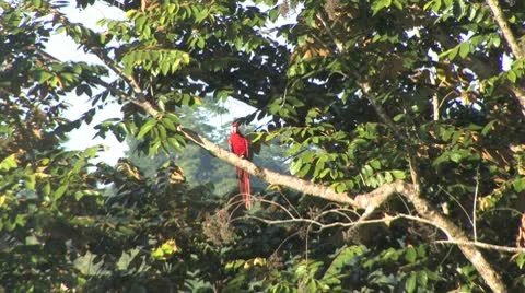 Scarlet macaw flyoff Stock Footage 8946063