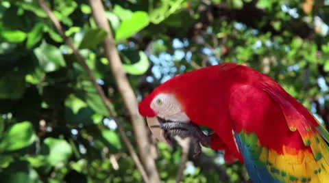 Scarlet Macaw Stock Footage 23806915