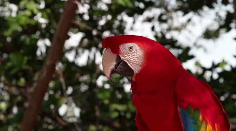 Scarlet Macaw Stock Footage 23807097