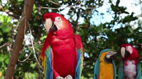 Scarlet Macaw Stock Footage 23819450