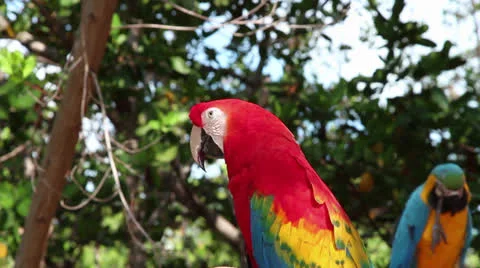 Scarlet Macaw Stock Footage