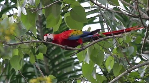 Scarlet Macaw Stock Footage 47155996