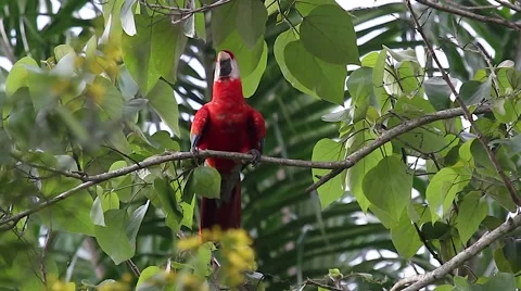 Scarlet Macaw Stock Footage 47156039