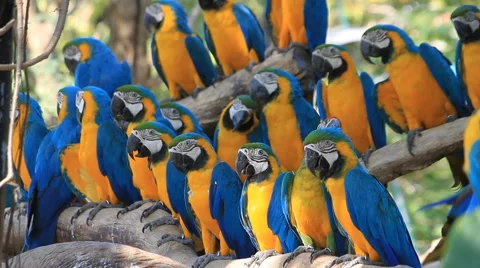 Scarlet Macaw Stock Footage 48237035