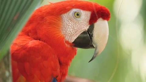 Scarlet Macaw Stock Footage 108910266