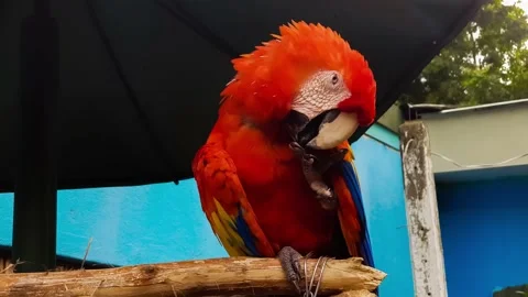 Scarlet macaw Stock Footage 151658563