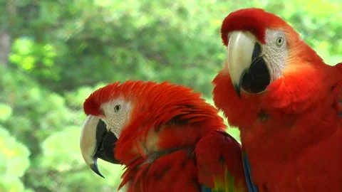 Scarlet Macaw 動画素材 332390197