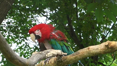 Scarlet Macaw 動画素材 332390250