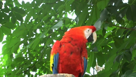 Scarlet Macaw 動画素材 332390289