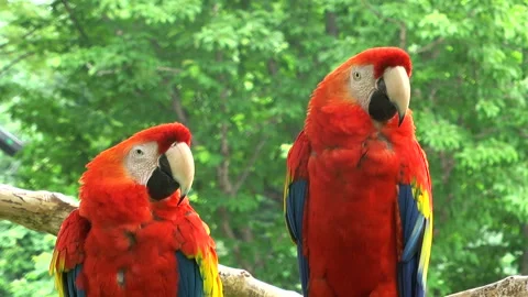 Scarlet Macaw 動画素材 332390378