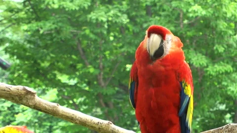 Scarlet Macaw 動画素材 332390387