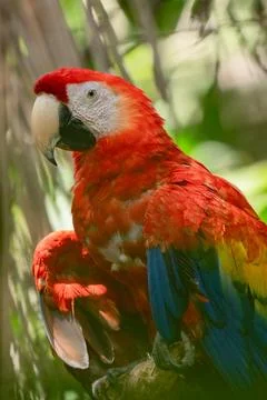 Scarlet Macaw gets a close up head shot protrait in the tropical rainforest.. Stock Photos